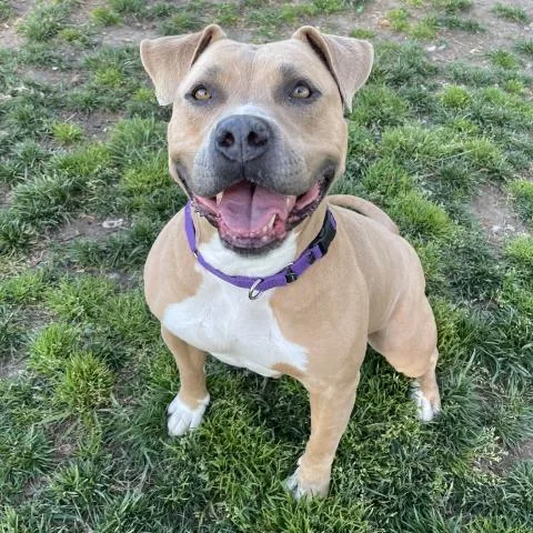 An adult large-sized female Pit Bull Terrier dog named Cindy for adoption in Camarillo, CA