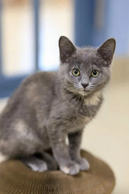 A baby small-sized female Domestic Short Hair cat named Tini for adoption in Webster, WI