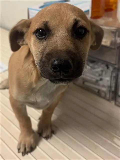 A baby small-sized male Chihuahua dog named Cookie for adoption in Bakersfield, CA
