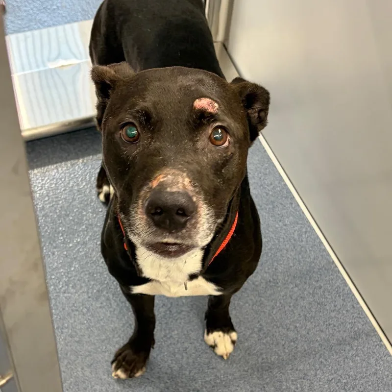 A young small-sized male Black Pit Bull Terrier dog named Waymo for adoption in Saint Joseph, MO