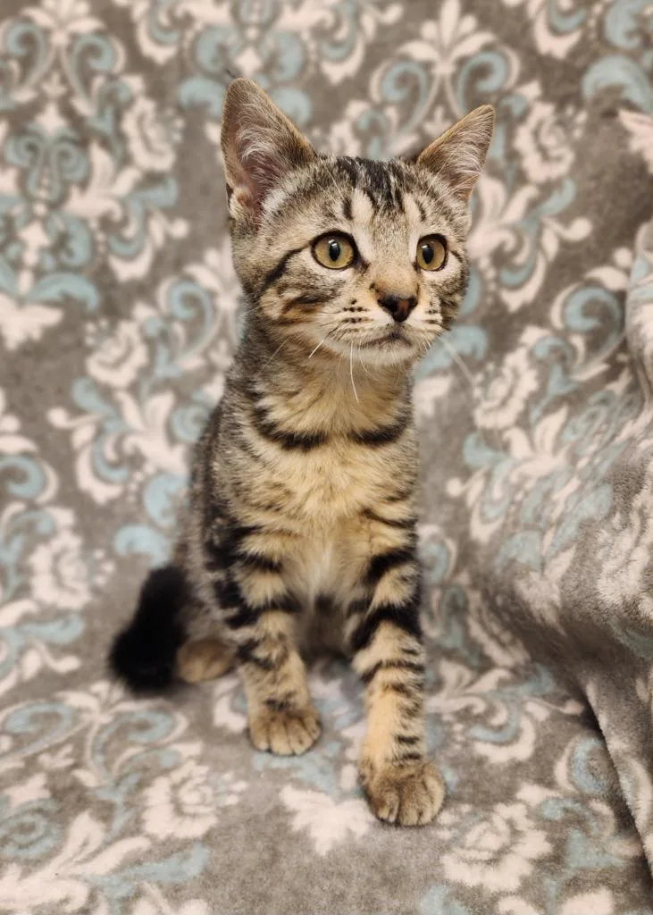 A baby medium-sized male Domestic Short Hair cat named Lennon for adoption in Superior, WI
