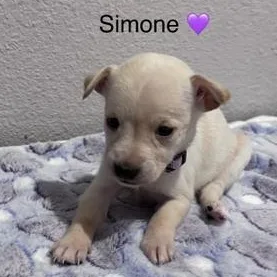 Simone thumbnail 3