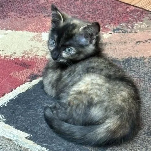 A baby small-sized female Black Domestic Short Hair cat named Toes for adoption in Charlottesville, VA