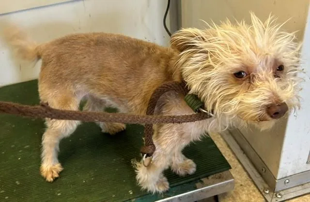 An adult medium-sized male Maltese dog named Cappucino for adoption in Baldwin Park, CA