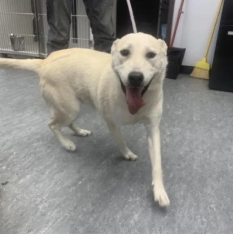 An adult medium-sized female Apricot / Beige Labrador Retriever dog named Rosie for adoption in Cumberland, RI
