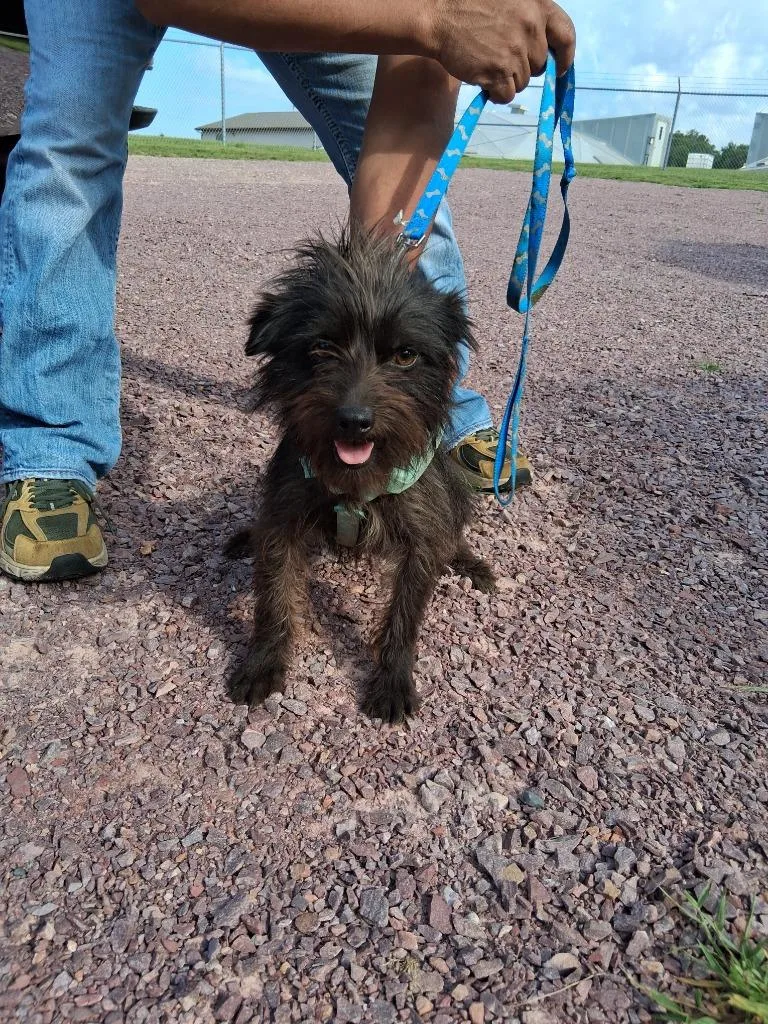 A young small-sized male Chihuahua dog named Blackie for adoption in Saint James, MN
