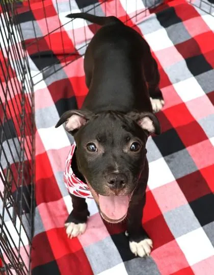 A young large-sized female Mixed Breed dog named Wren for adoption in Athens, GA