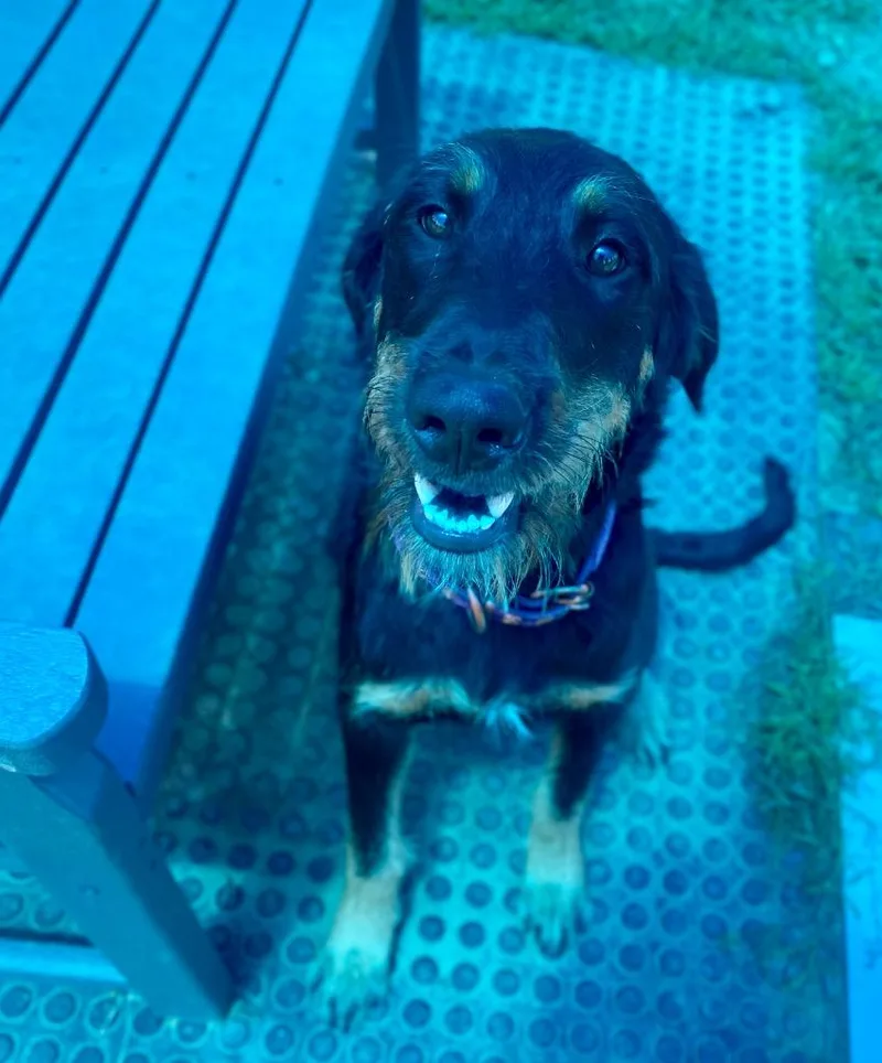 Bella