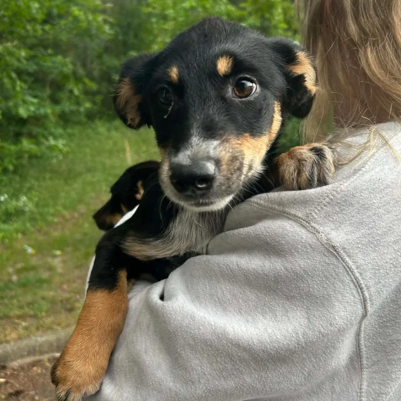 Sadie
