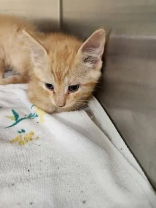 A baby small-sized male Domestic Short Hair cat named Tip for adoption in Independence, MO