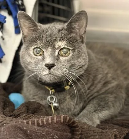 A senior large-sized female Gray / Blue / Silver Domestic Short Hair cat named Silvermist for adoption in Lansing, MI