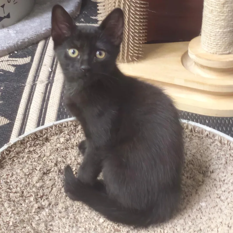 A baby medium-sized male Black Domestic Short Hair cat named Pierre for adoption in Wayne, NJ