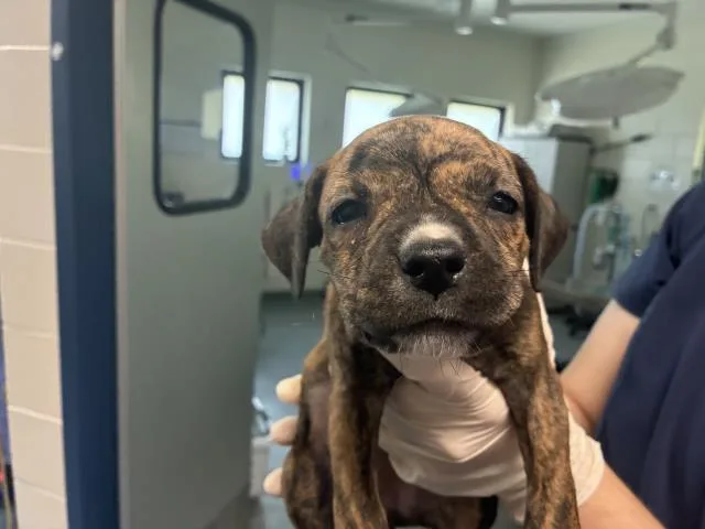 A baby small-sized female Mixed Breed dog named Trish for adoption in Pensacola, FL