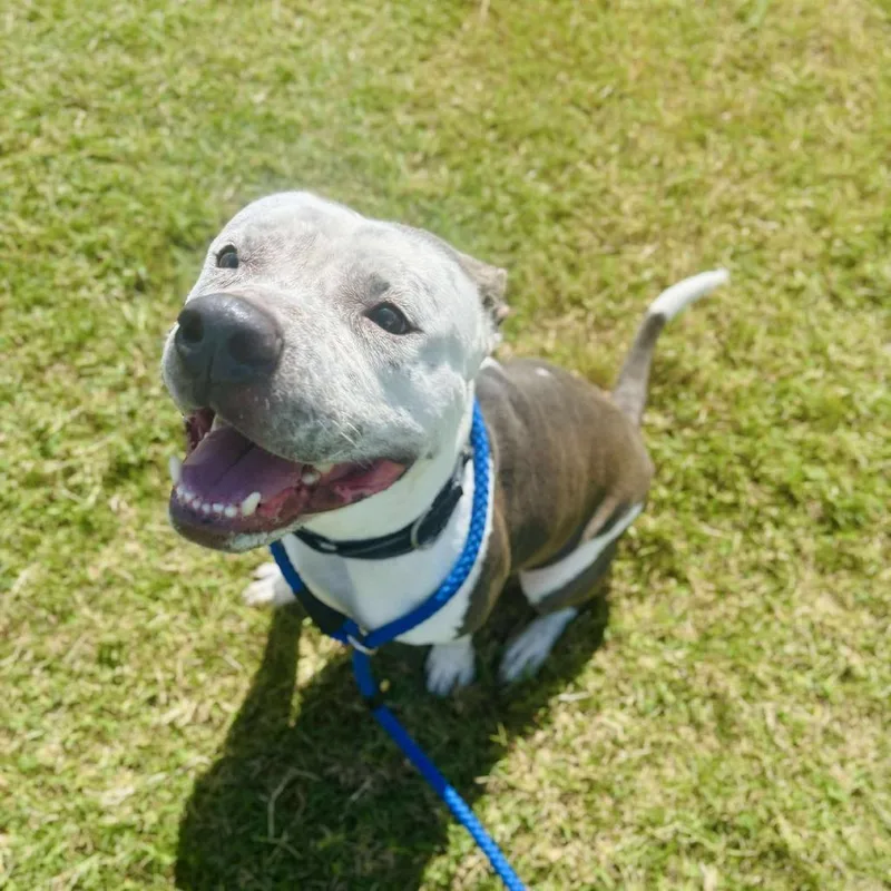 An adult medium-sized male Gray / Blue / Silver Pit Bull Terrier dog named Tod for adoption in Dickinson, TX
