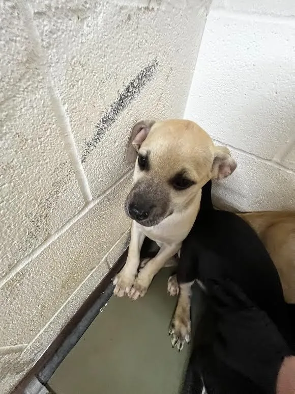 A baby large-sized female Labrador Retriever dog named Snake for adoption in Nacogdoches, TX