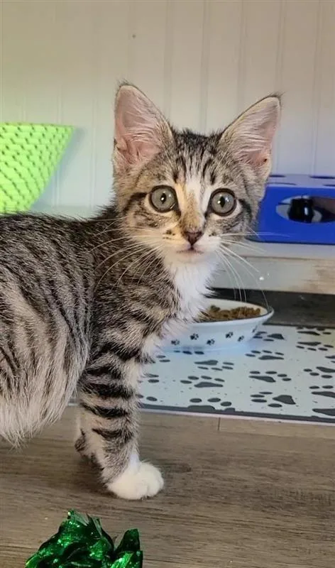 A baby small-sized female Domestic Short Hair cat named Nala for adoption in Fayetteville, AR