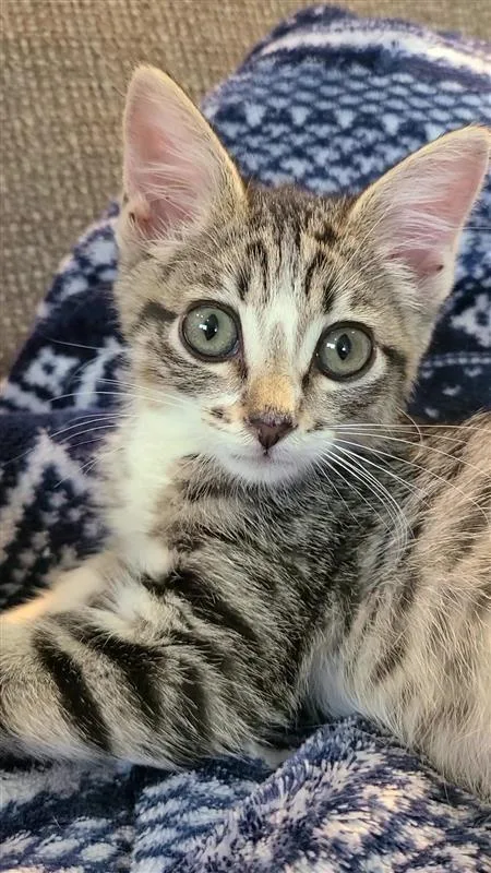 Nala thumbnail 2