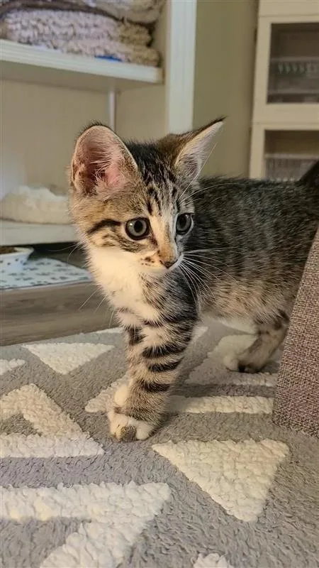 Nala thumbnail 3