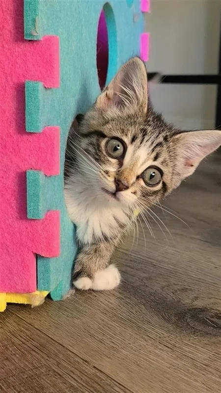 Nala thumbnail 4