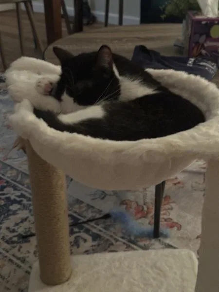 An adult medium-sized male Domestic Short Hair cat named Moona for adoption in New York, NY