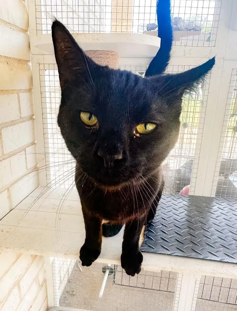 A young medium-sized male Black Domestic Short Hair cat named Meowcolm for adoption in Winston Salem , NC