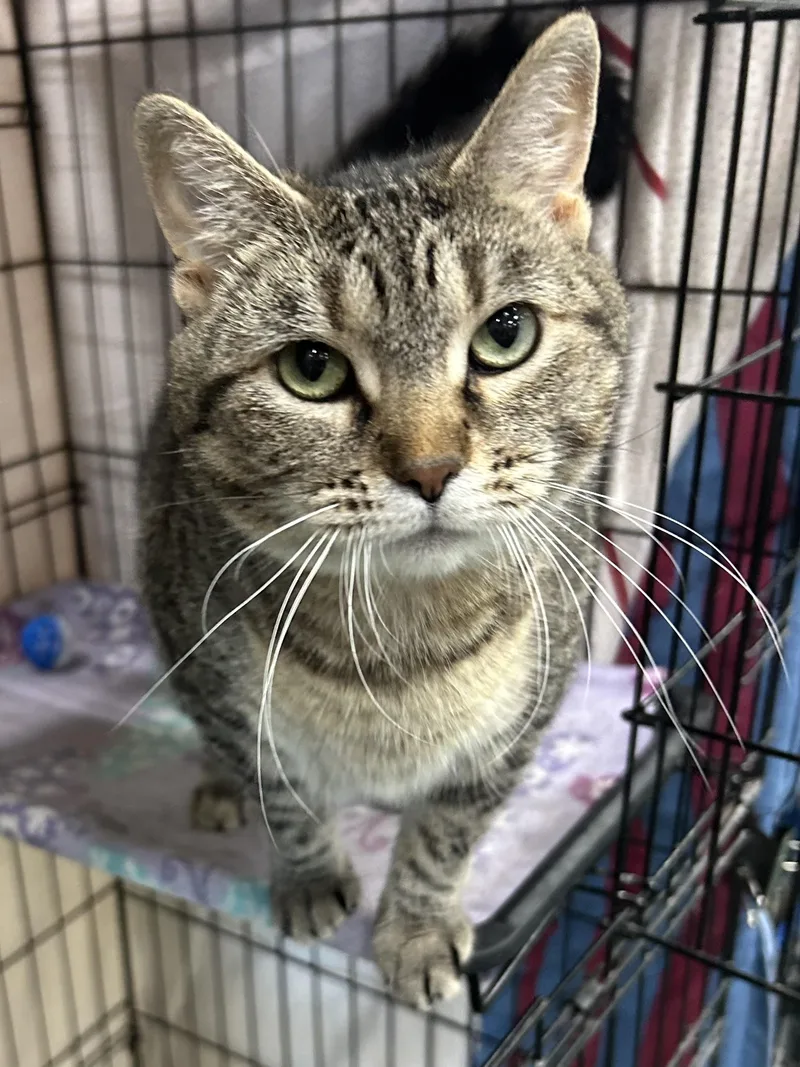 An adult medium-sized female Tabby (Brown / Chocolate) Domestic Short Hair cat named Saturn for adoption in Mokena, IL