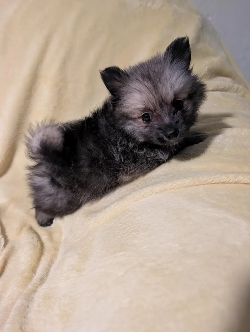 A baby small-sized male Black Pomeranian dog named Pixel for adoption in Newfoundland, NJ
