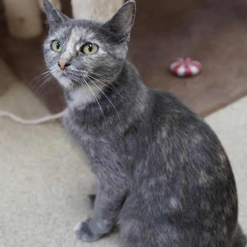 An adult medium-sized female Tortoiseshell Domestic Short Hair cat named Evita for adoption in Naperville, IL
