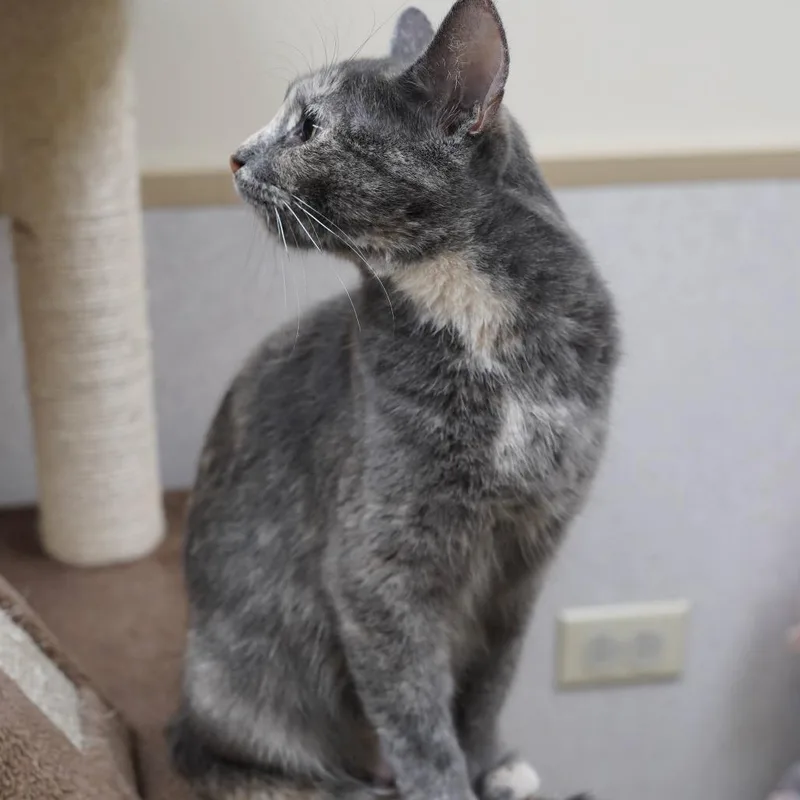 Evita thumbnail 4