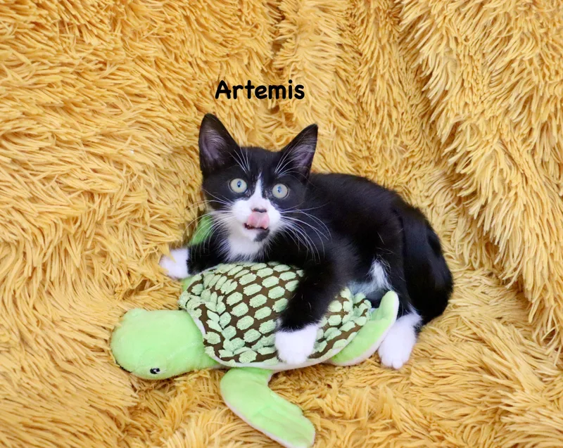 A baby medium-sized male Black & White / Tuxedo Tuxedo cat named Artemis for adoption in Saint Augustine, FL