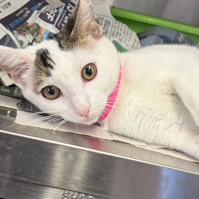 A baby small-sized female White Domestic Short Hair cat named Precious for adoption in Ardmore, OK