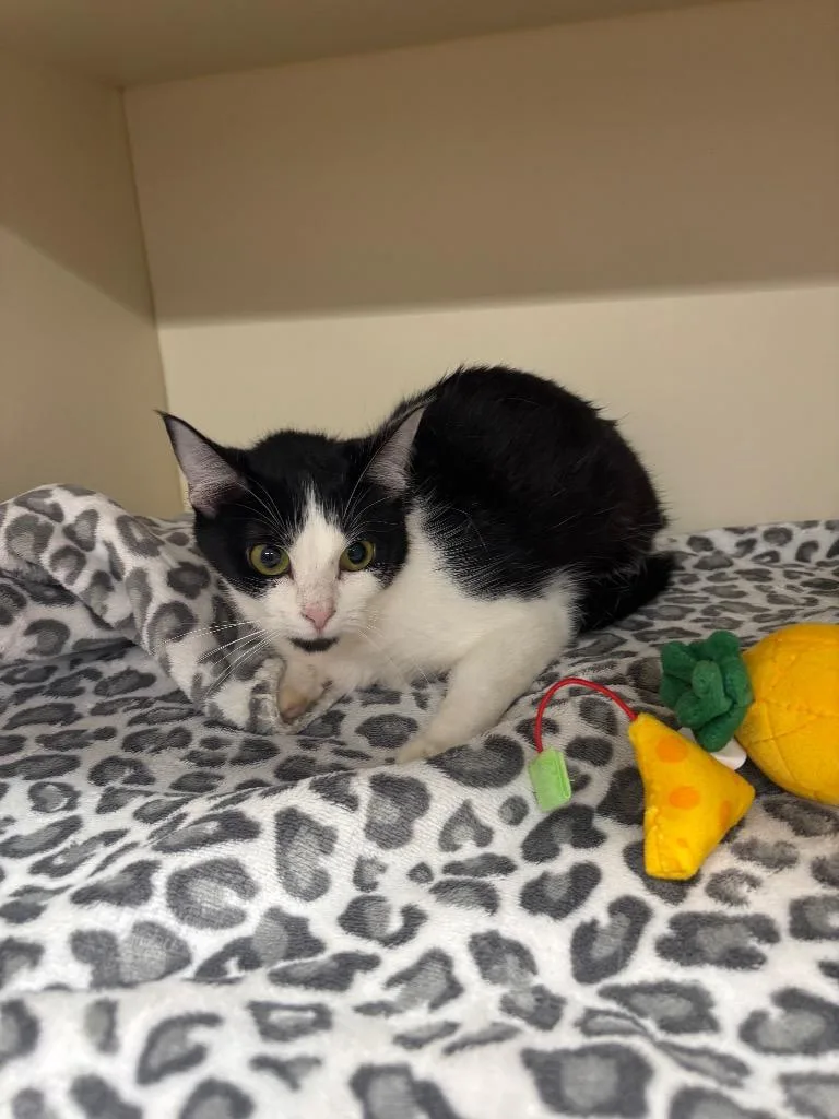 A young medium-sized female Domestic Short Hair cat named Coraline for adoption in Bloomington, IN