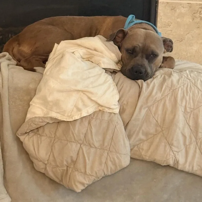An adult medium-sized female Brown / Chocolate American Staffordshire Terrier dog named Sadie for adoption in Dallas, TX
