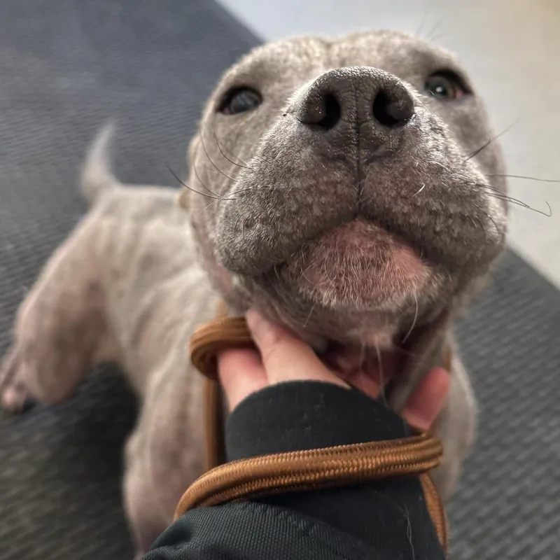 Porterhouse thumbnail 3