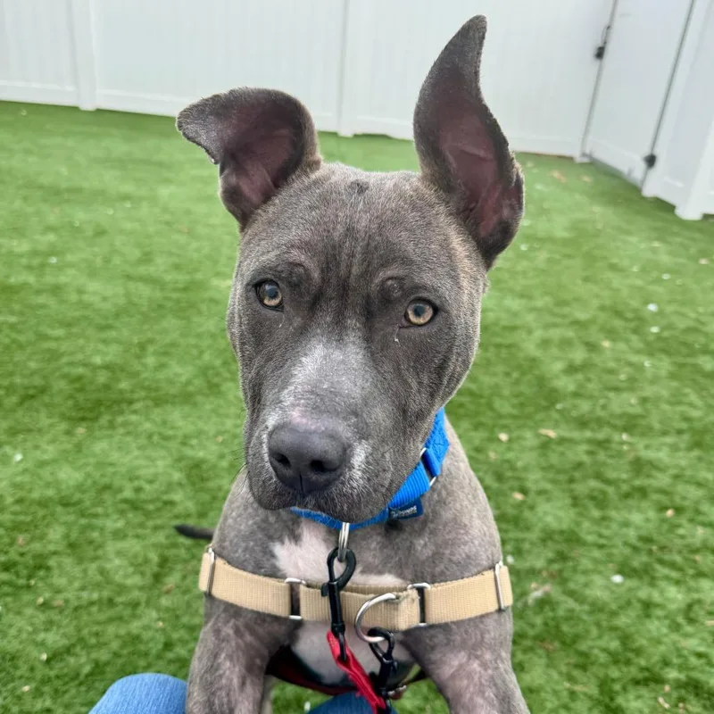 Porterhouse thumbnail 4