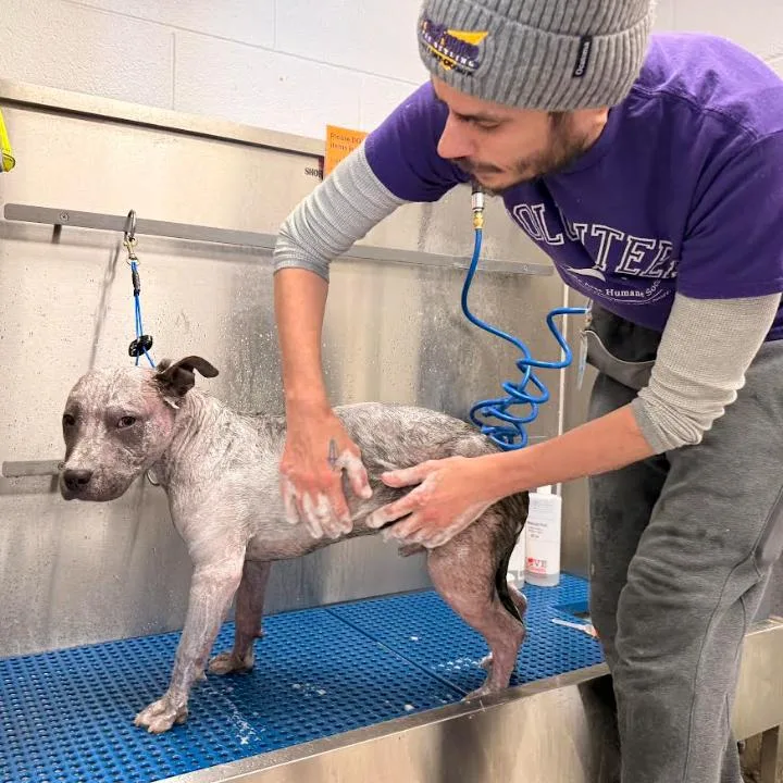 Porterhouse thumbnail 5