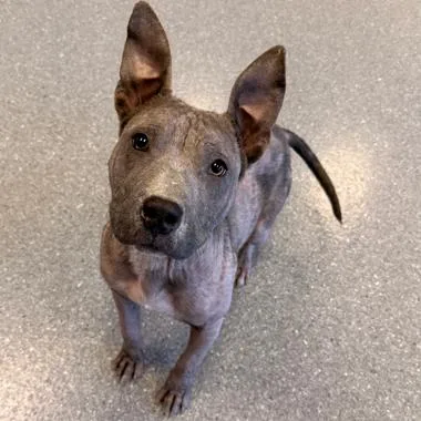 Porterhouse thumbnail 6