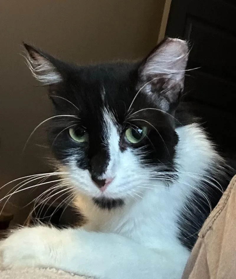 A baby small-sized male Domestic Short Hair cat named Maestro for adoption in Raleigh, NC