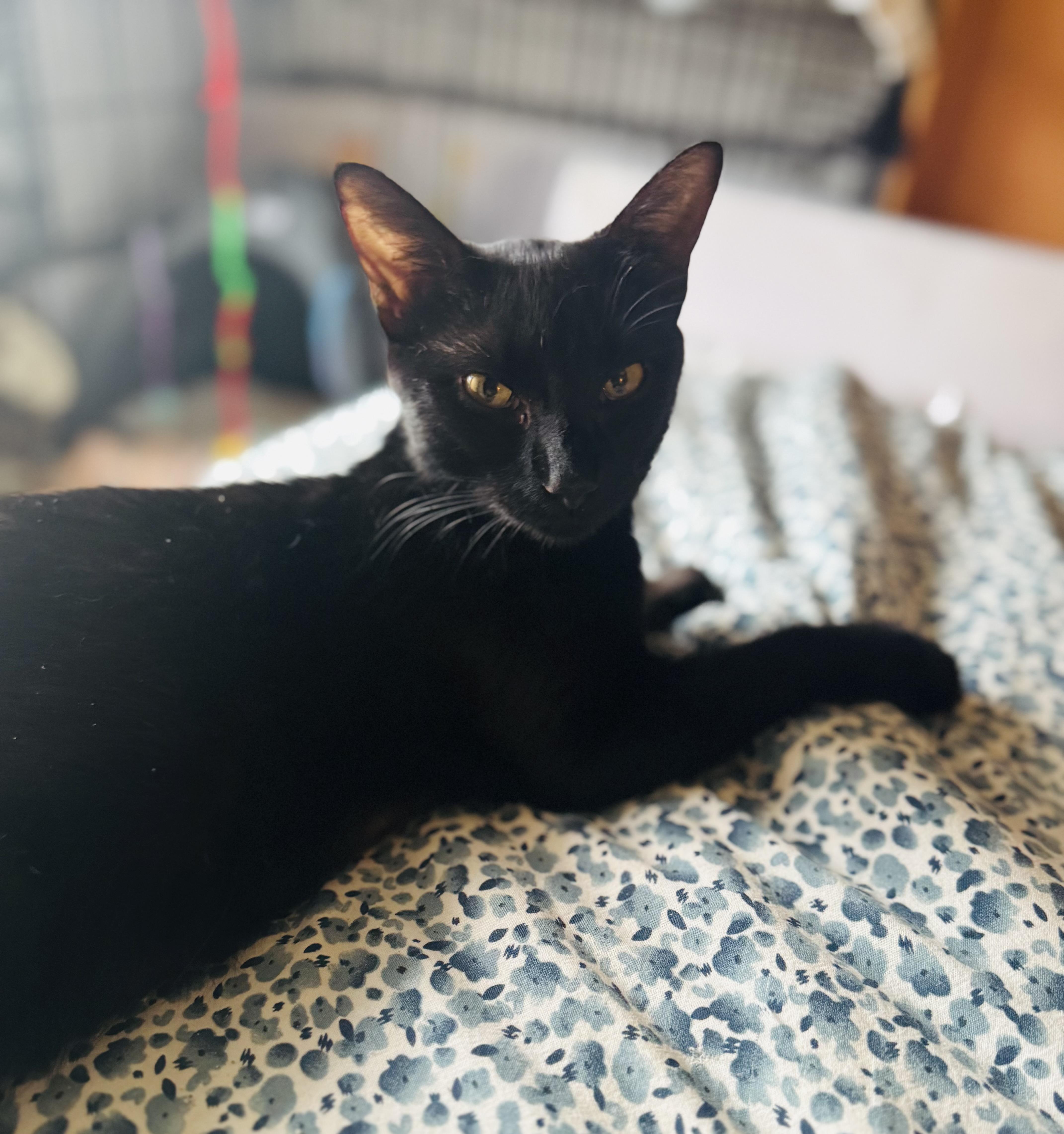 A young small-sized female Black Domestic Short Hair cat named Violet for adoption in Galloway, NJ