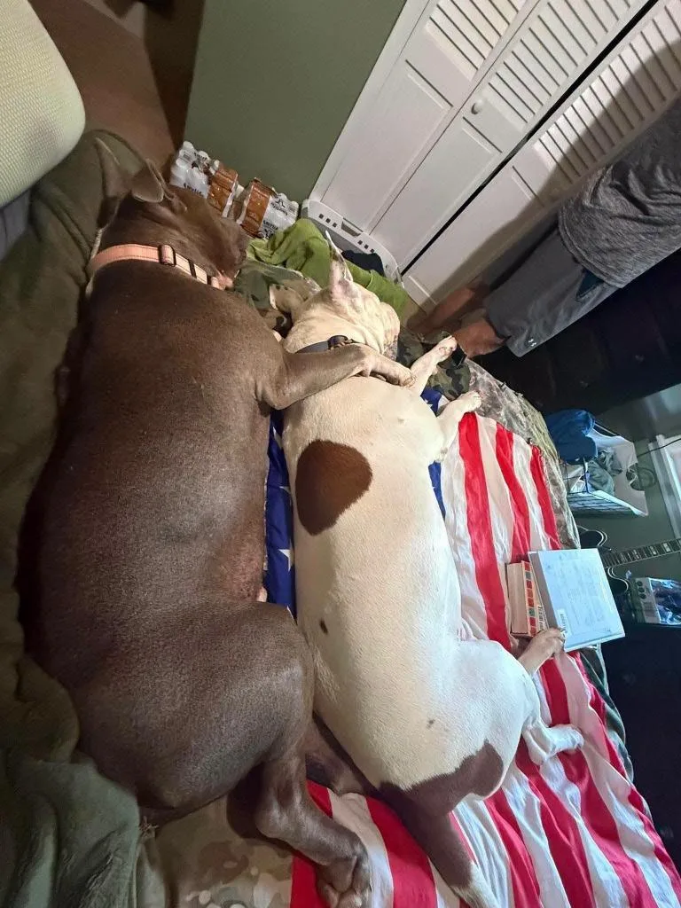 An adult large-sized male Pit Bull Terrier dog named Bolo for adoption in Waverly, TN