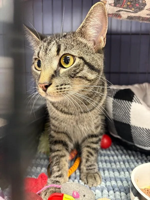 An adult medium-sized male Brown / Chocolate Tabby cat named Frack for adoption in Belton, MO