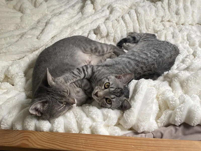 A young medium-sized male Tabby cat named Merlin for adoption in Tarrytown, GA