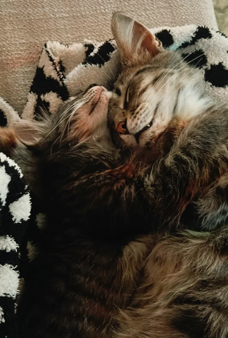 Biscotti thumbnail 2