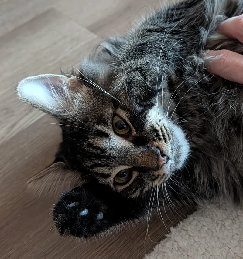 Biscotti thumbnail 3