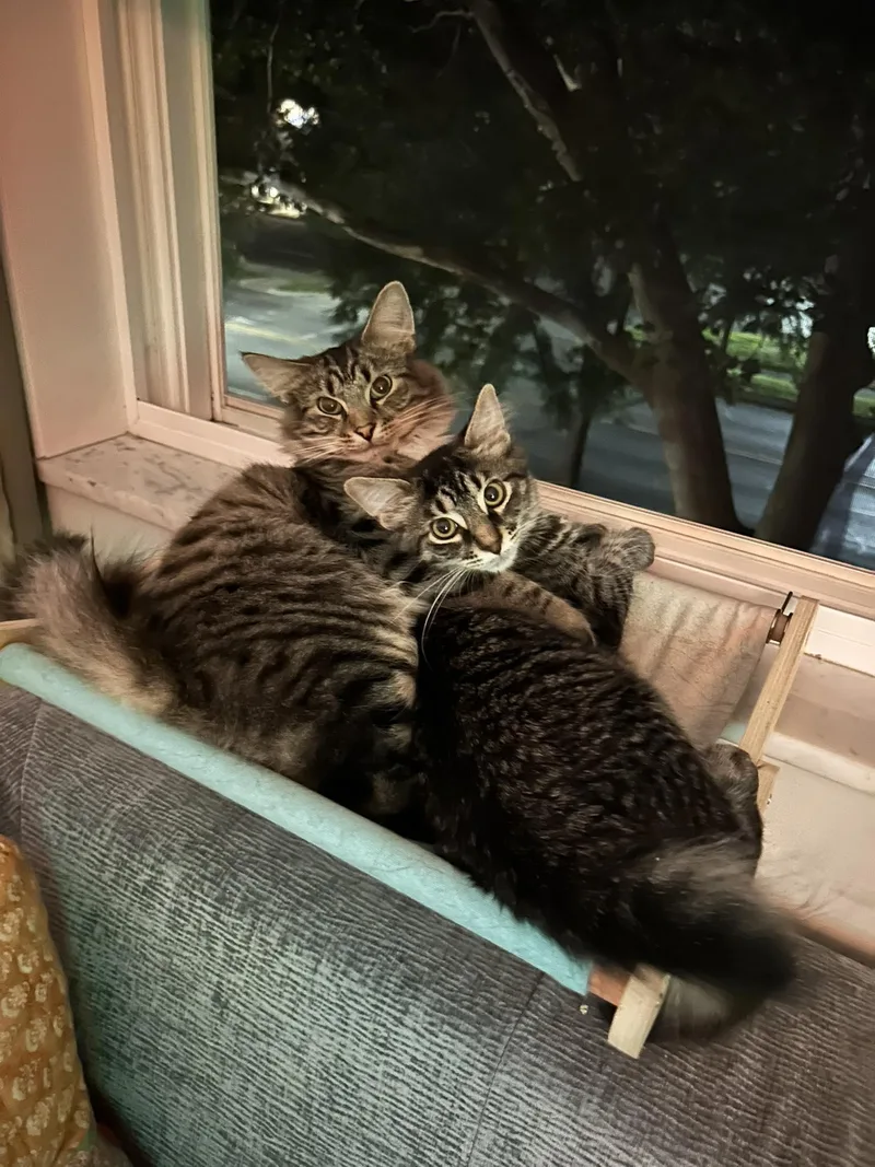 Biscotti thumbnail 4