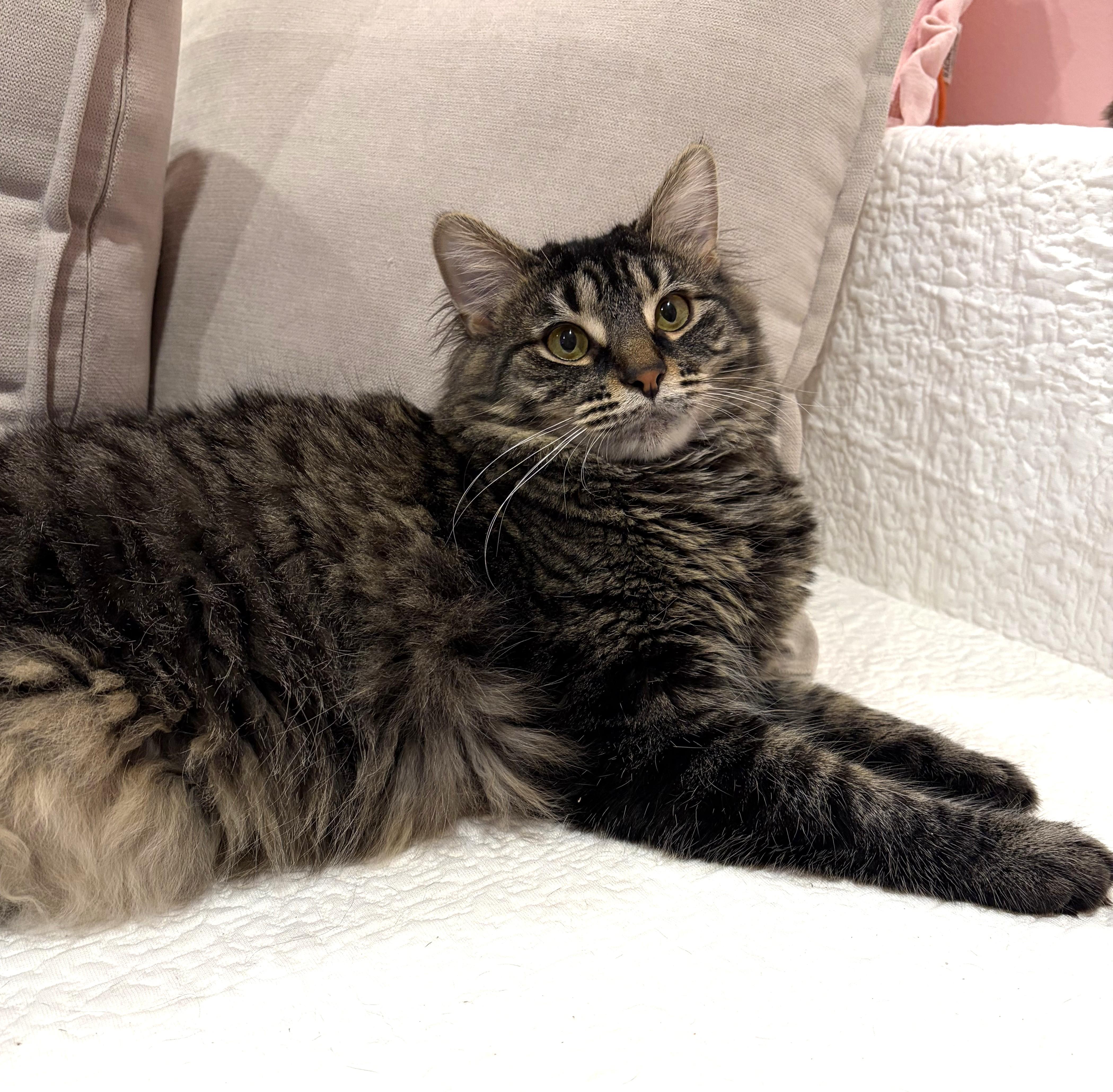 Biscotti thumbnail 5