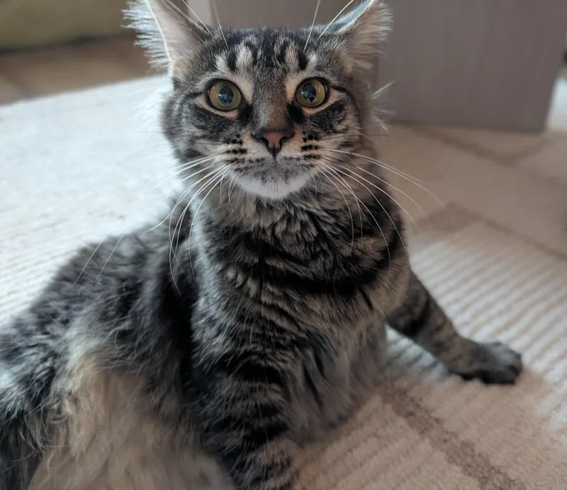 Biscotti thumbnail 6