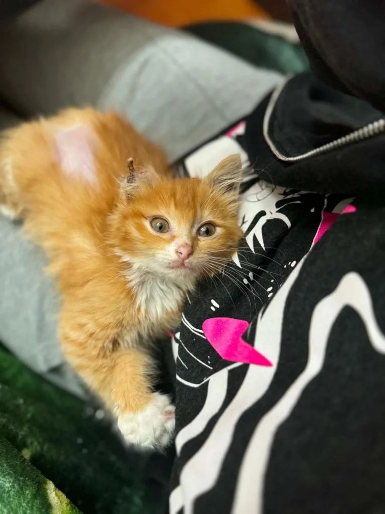 A baby small-sized female Domestic Short Hair cat named Phil for adoption in Augusta, GA