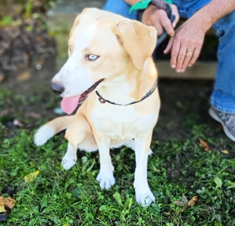 A young medium-sized female White / Cream Labrador Retriever dog named Maggie for adoption in Maynardville, TN