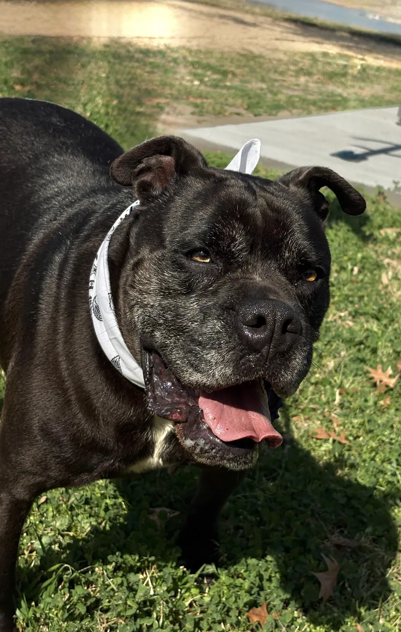 EARL GREY handsome dude